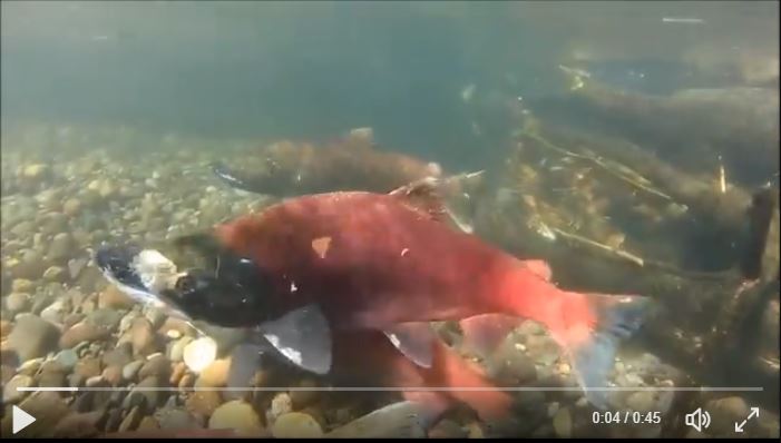 Salmon spawning at Rainbow Bend